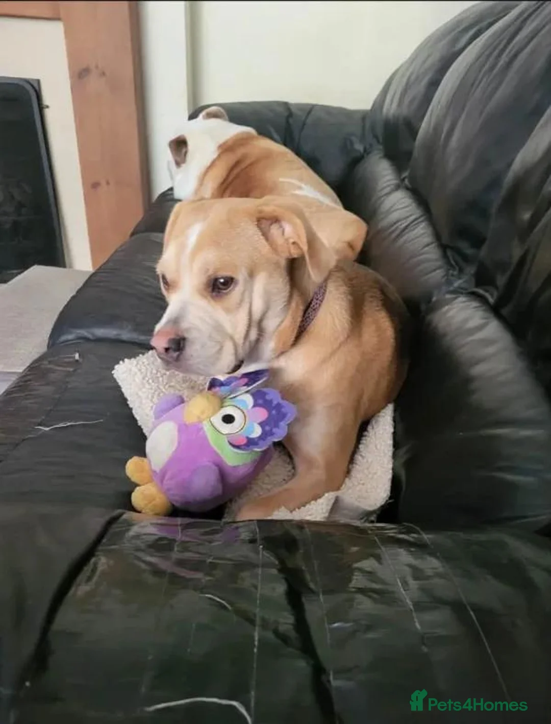 Mixed Breed dogs for adoption: Poppy - Advert 2