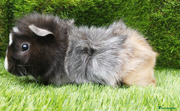Guinea Pig rodents - Advert 1