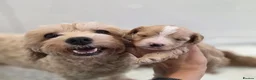 Cavapoo dogs for sale: Beautiful f1b cavapoo babies - Advert 15