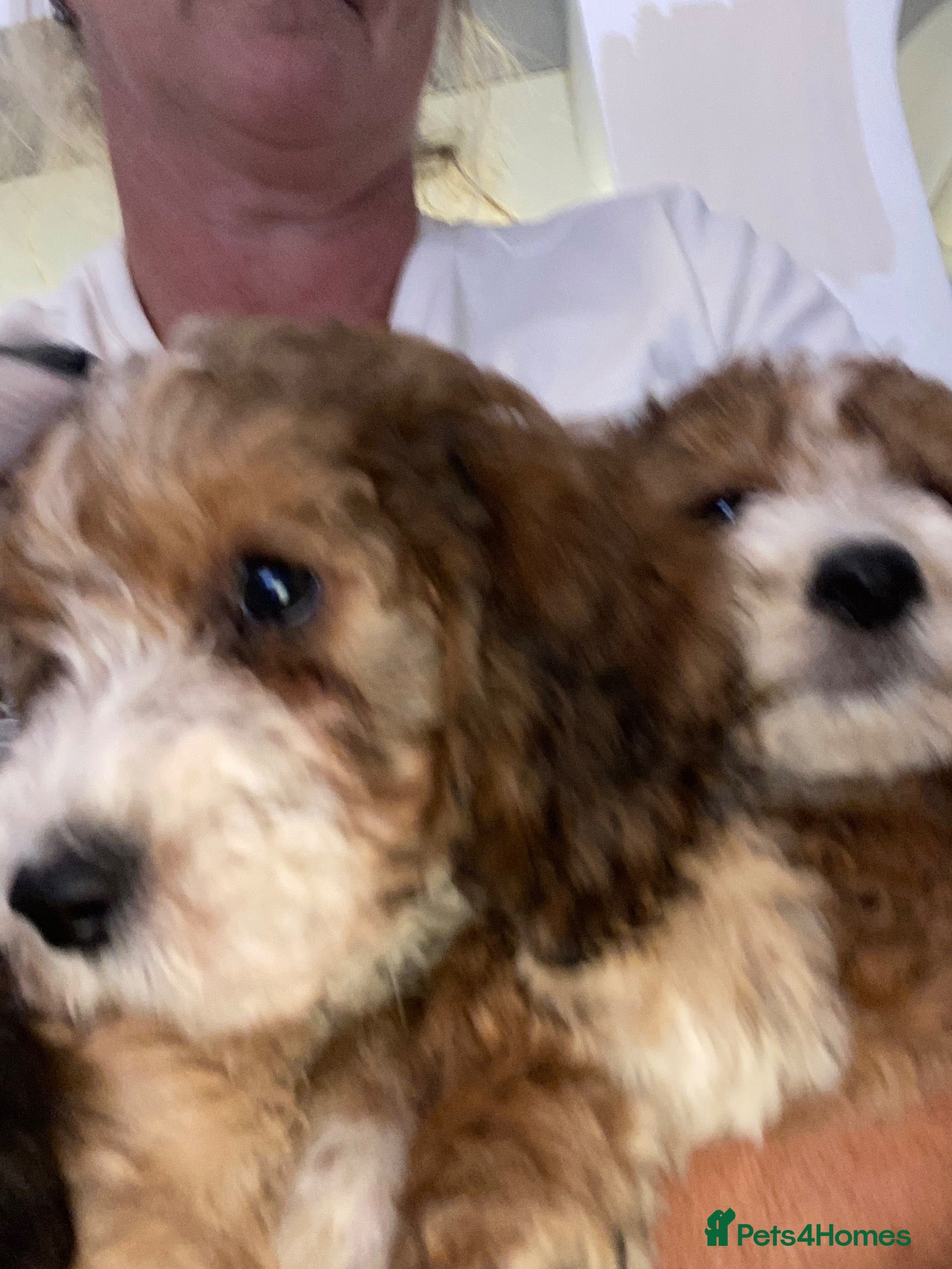Cockapoo dogs OUTSTANDING COCKAPOO PUPPIES  - Advert 2