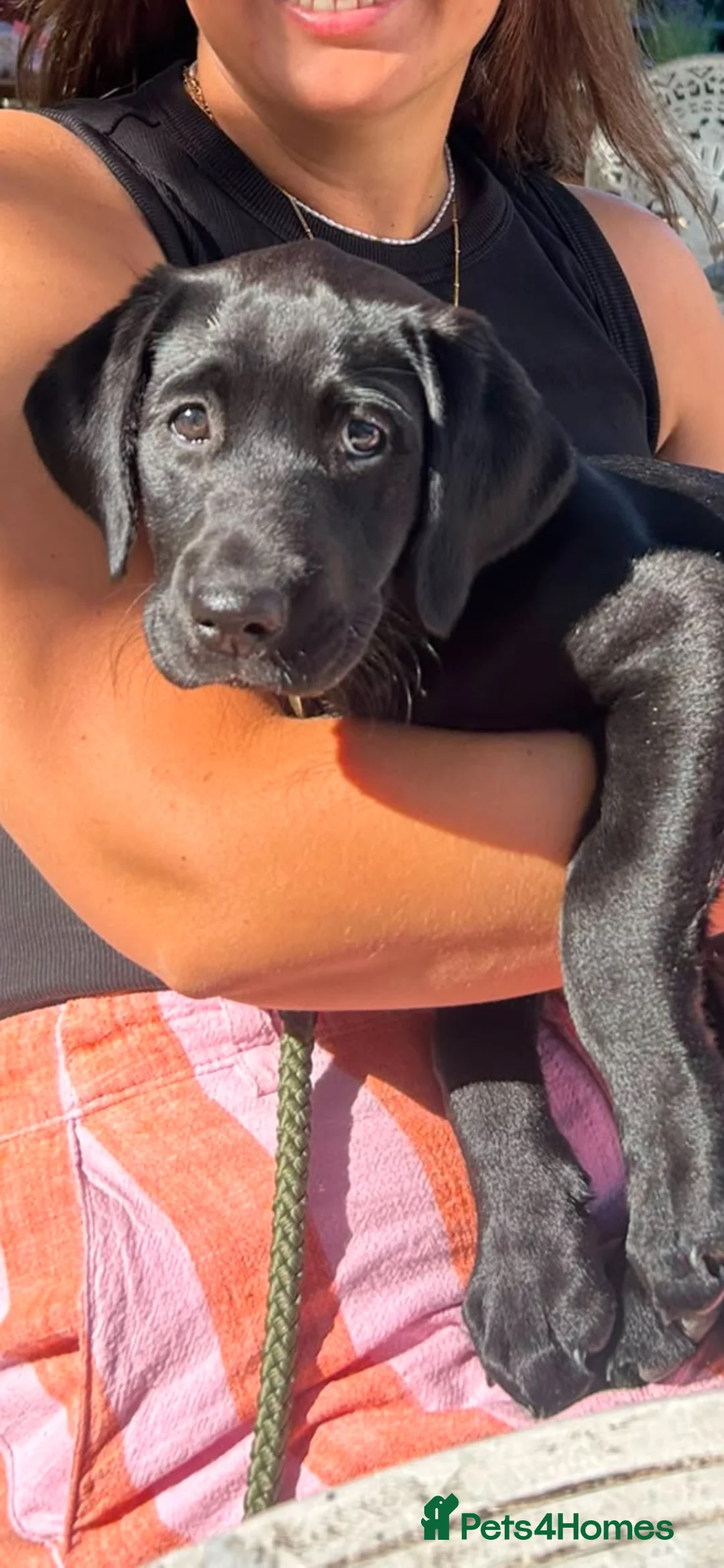 Labrador Retriever dogs for stud: Proven RKC Health Checked Beautiful Stud Labrador - Advert 7