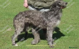 Deerhound dogs for sale: Scottish Deerhound Puppies  - Image 1