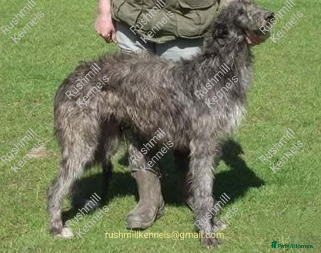 Deerhound dogs for sale: Scottish Deerhound Puppies  - Image 1