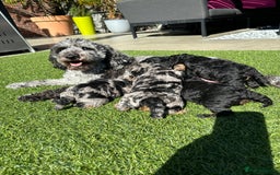 Toy Poodle dogs for stud: KC CHOCOLATE PHANTOM TOY POODLE in Willenhall - Image 10