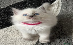 Ragdoll cats for sale: Stunning bluepoint Ragdoll kittens - Image 5