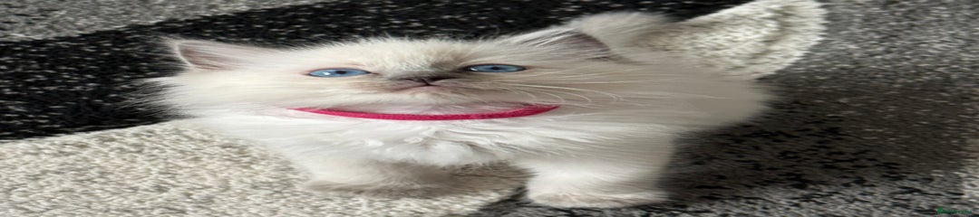 Miss pink 