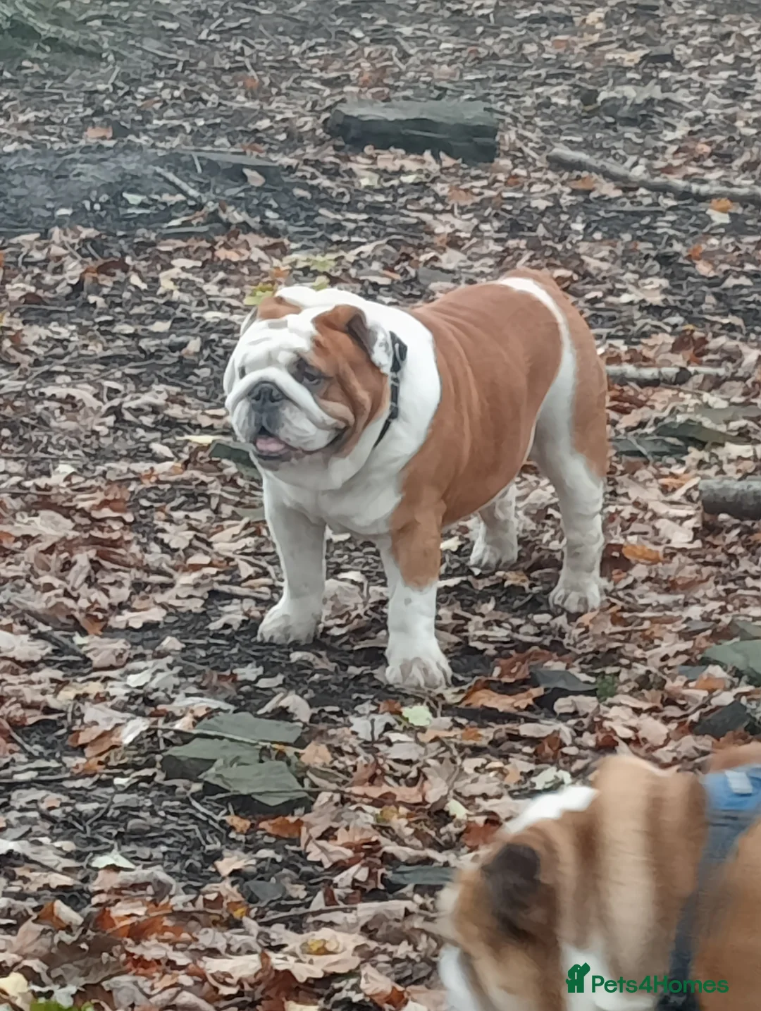 English Bulldog dogs for stud: For stud: Jaxx 9 Champions in bloodline in Brighouse - Advert 6