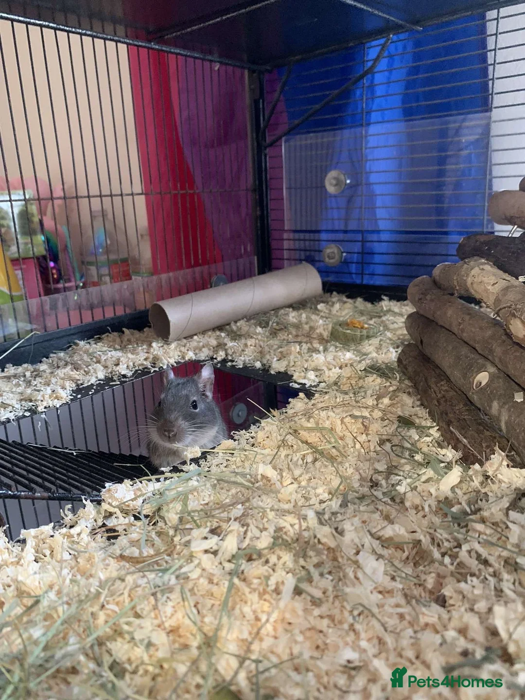 Degus rodents for sale: 2 Male Degus - Advert 11