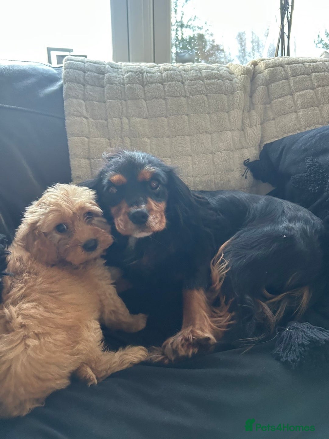 Cavapoo dogs for sale: Cavapoo puppies  - Advert 7