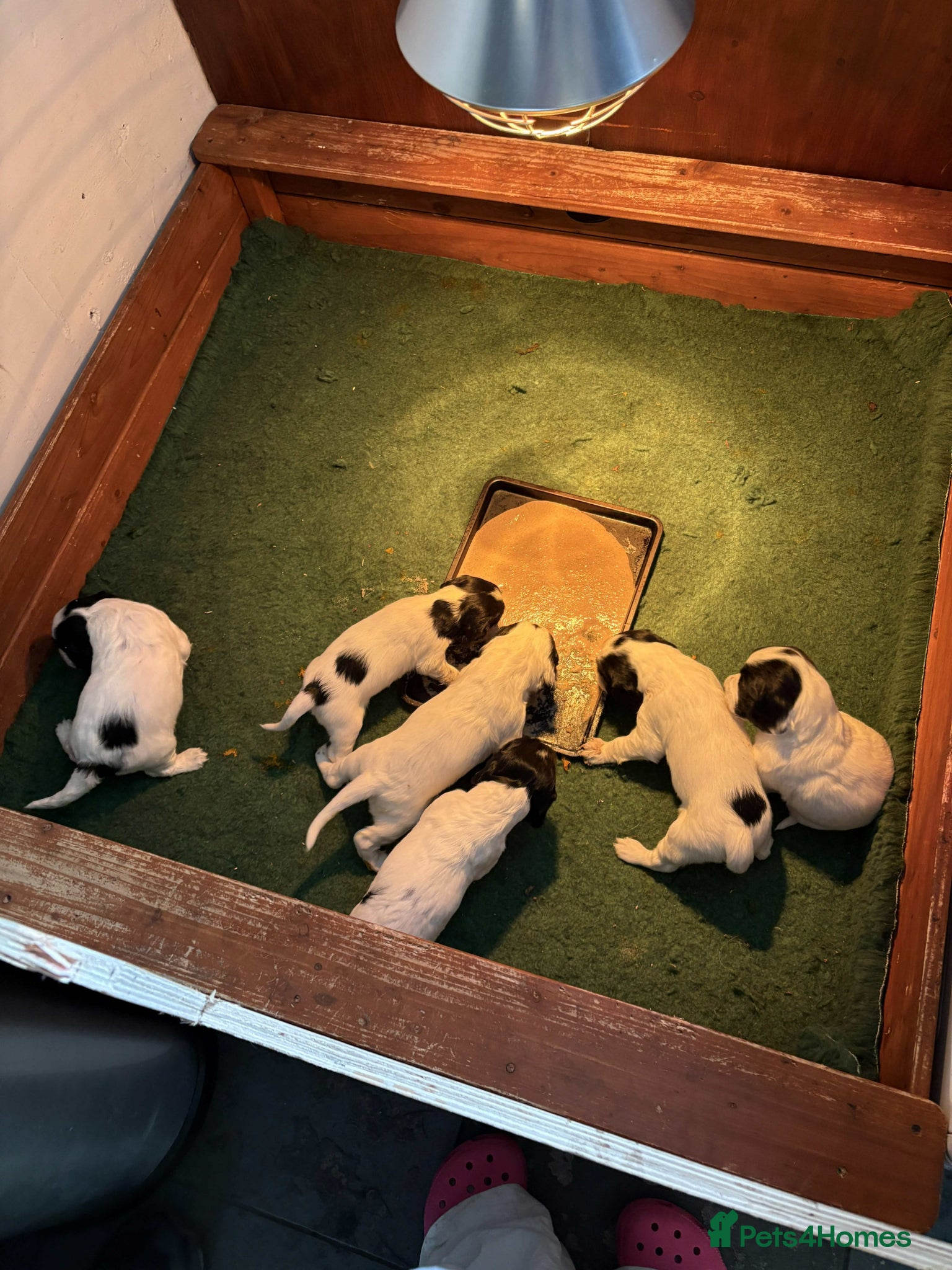 Sprocker dogs Beautiful F1 Working Line Sprocker Spaniel Puppies - Advert 2