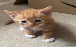Mixed Breed cats for sale: 6 beautiful kitten for sale - Image 10