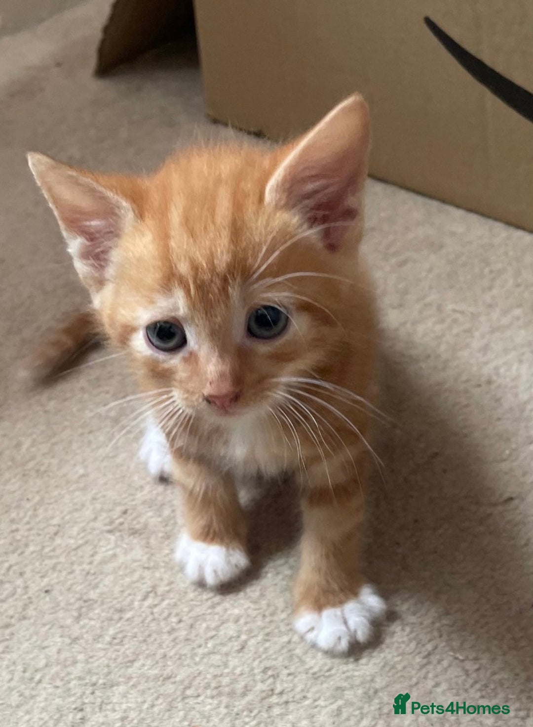 Mixed Breed cats for sale: 6 beautiful kitten for sale - Image 10