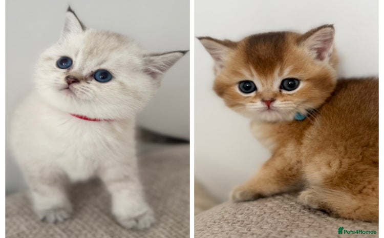 British Shorthair cats - Advert 6