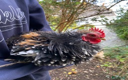 Chickens poultry for sale: Pekin cross , Bantam Cockerels for sale  - Advert 2