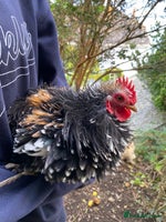 Chickens poultry Pekin cross , Bantam Cockerels for sale - Advert 14