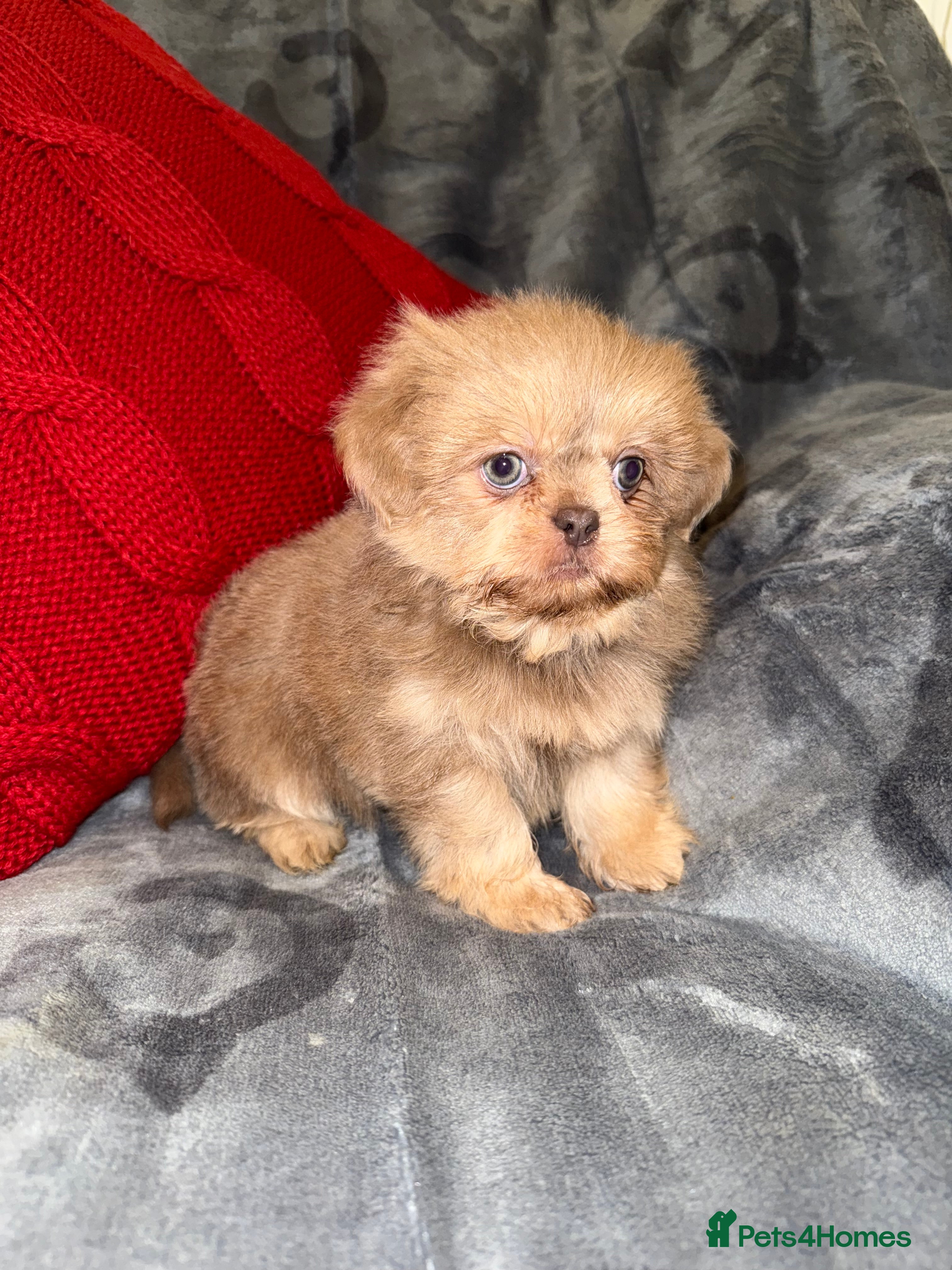 Shih Tzu dogs 🧡💜Stunning KC Registered Shih Tzu Puppies🧡💜 - Advert 2