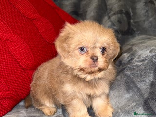 Shih Tzu dogs 🧡💜Stunning KC Registered Shih Tzu Puppies🧡💜 - Advert 4