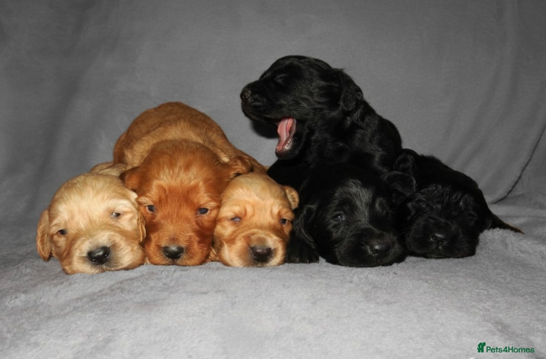 Cockapoo dogs for sale: Cockapoo Puppy’s 🐶🐾 - Advert 1