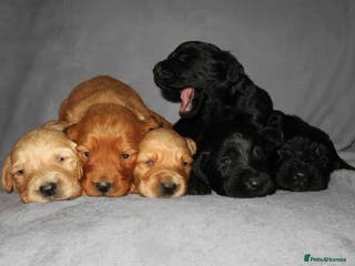 Cockapoo dogs Cockapoo Puppy’s 🐶🐾 - Advert 15