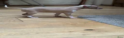 Italian Greyhound dogs for sale: The Most AMAZING colours! - Advert 4