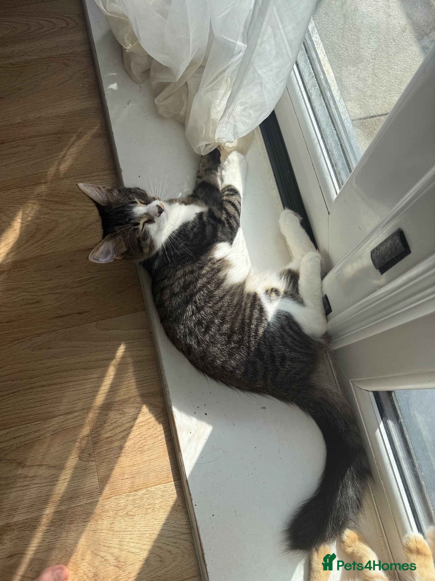 Mixed Breed cats Male Tabby Kitten - Advert 1