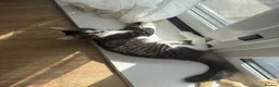 Mixed Breed cats for sale: Male Tabby Kitten in West Malling - Advert 1