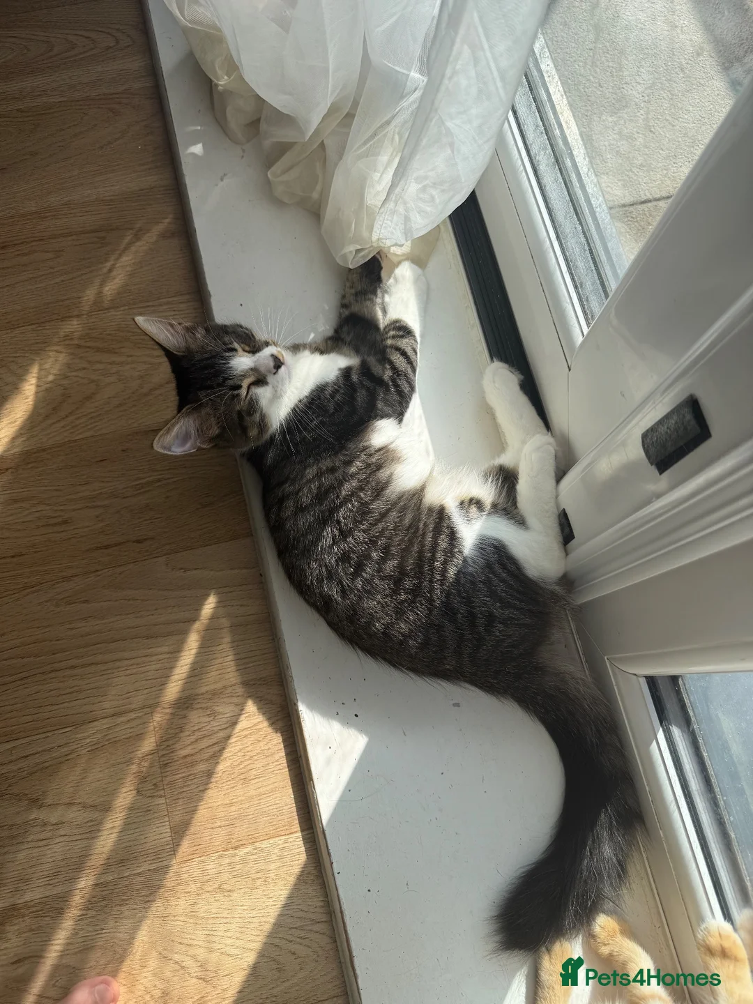 Mixed Breed cats for sale: Male Tabby Kitten in West Malling - Advert 1