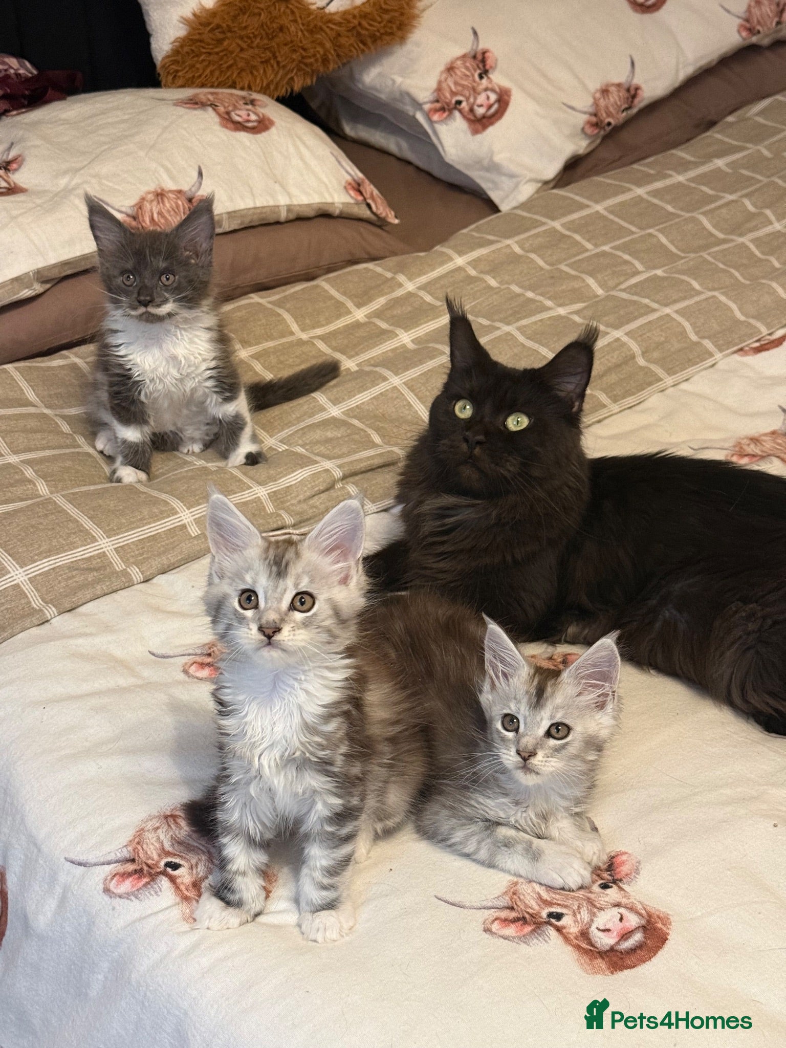 Maine Coon cats Stunning Maine Coon Litter Of Kittens  - Advert 3
