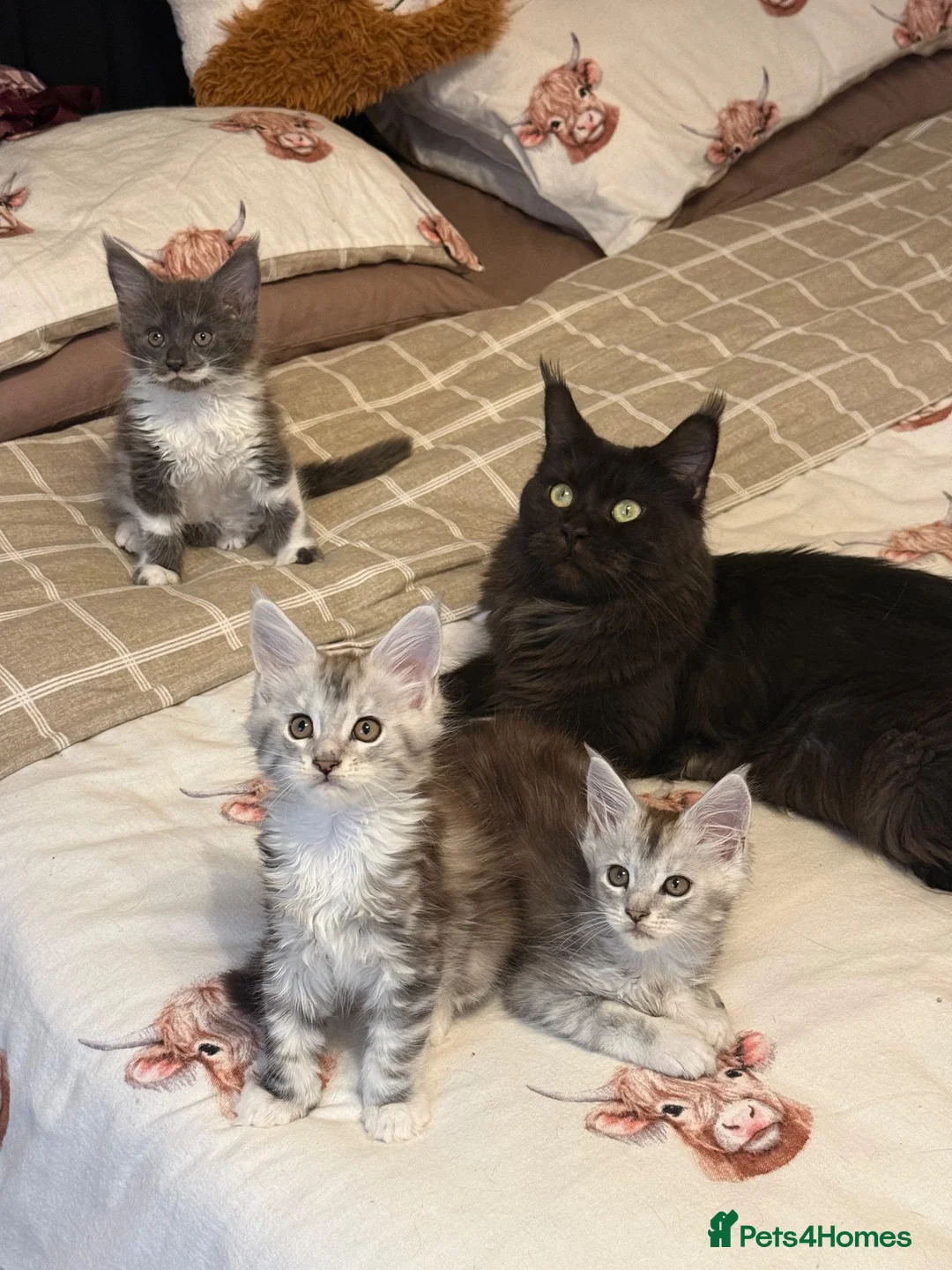 Maine Coon cats for sale: Stunning Maine Coon Litter Of Kittens  - Advert 1