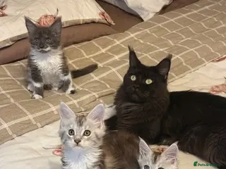 Maine Coon cats Stunning Maine Coon Litter Of Kittens - Advert 3