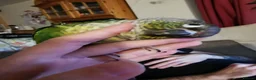 Conures birds for sale: Bertie the 17 year old Female Green Cheek in Driffield - Advert 5