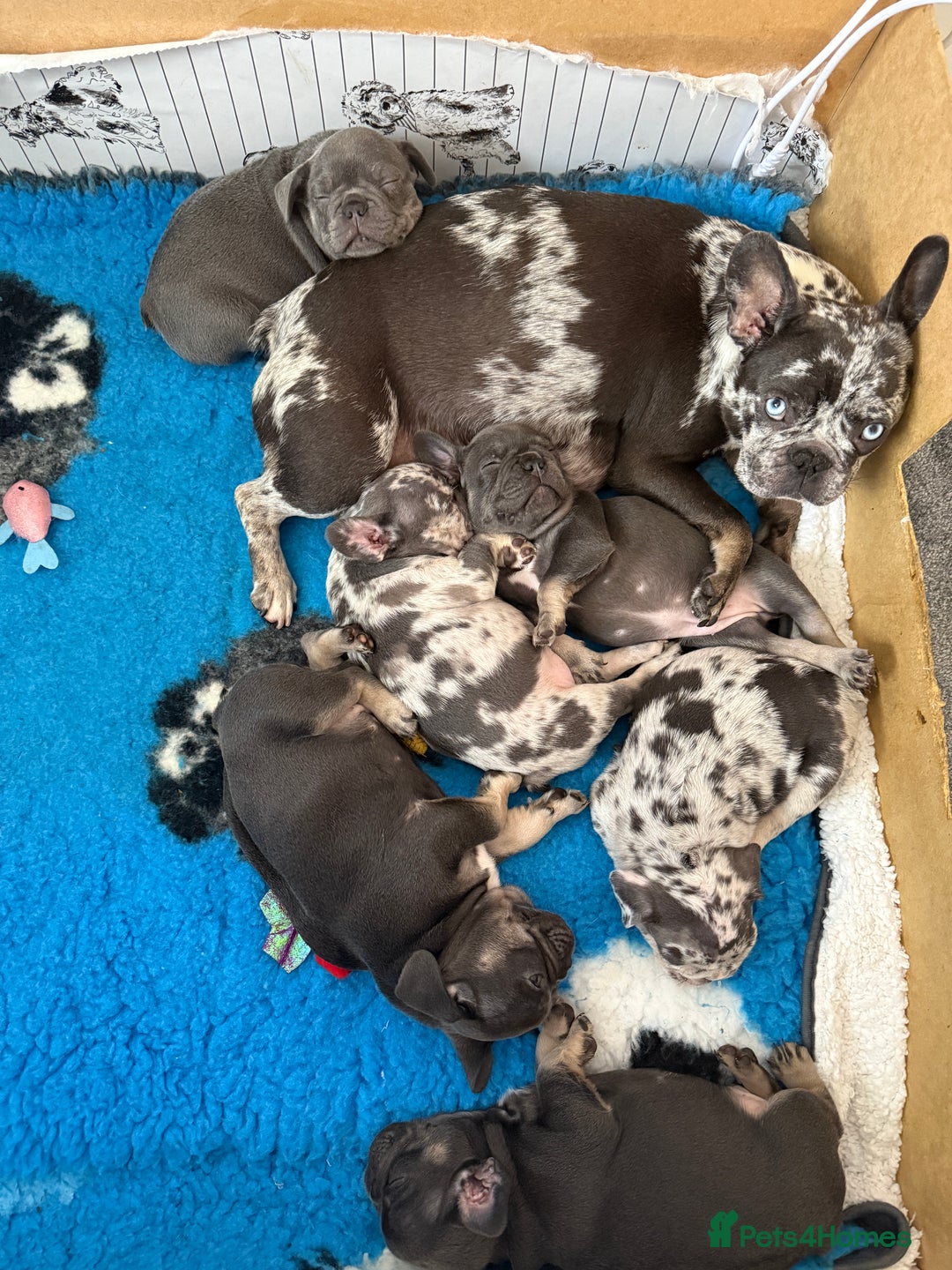 French Bulldog dogs for sale: French bulldogs ready for  **   **   - Advert 3