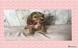 Cocker Spaniel dogs for sale: Adorable Kc reg Cocker pups - Image 4