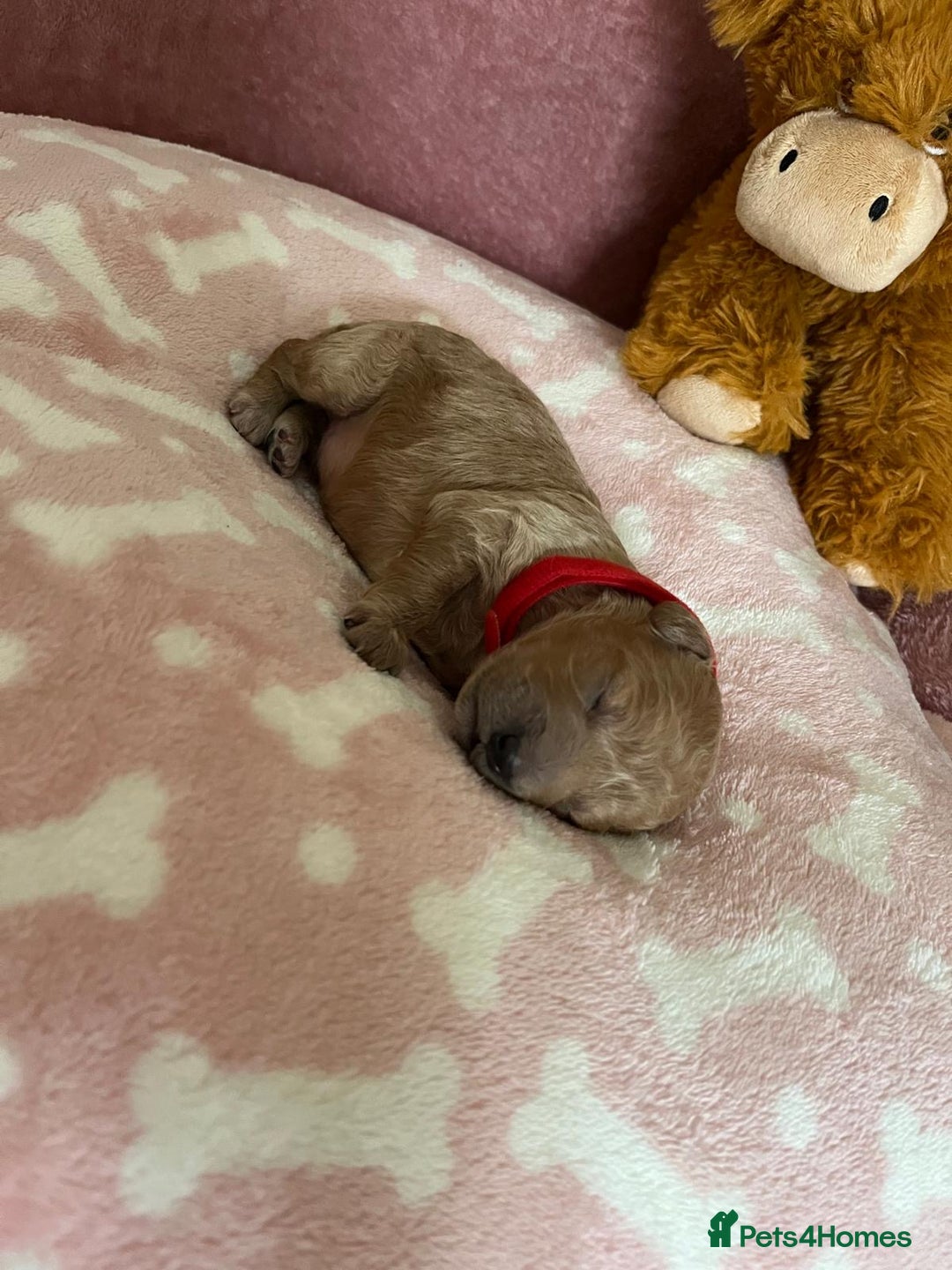 Cockapoo dogs for sale: 🌸3 gorgeous Chunky Cockapoos 🌸 - Image 24