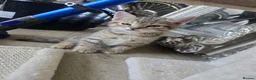 British Shorthair cats for sale: Tabby kittens in Sunderland - Advert 1