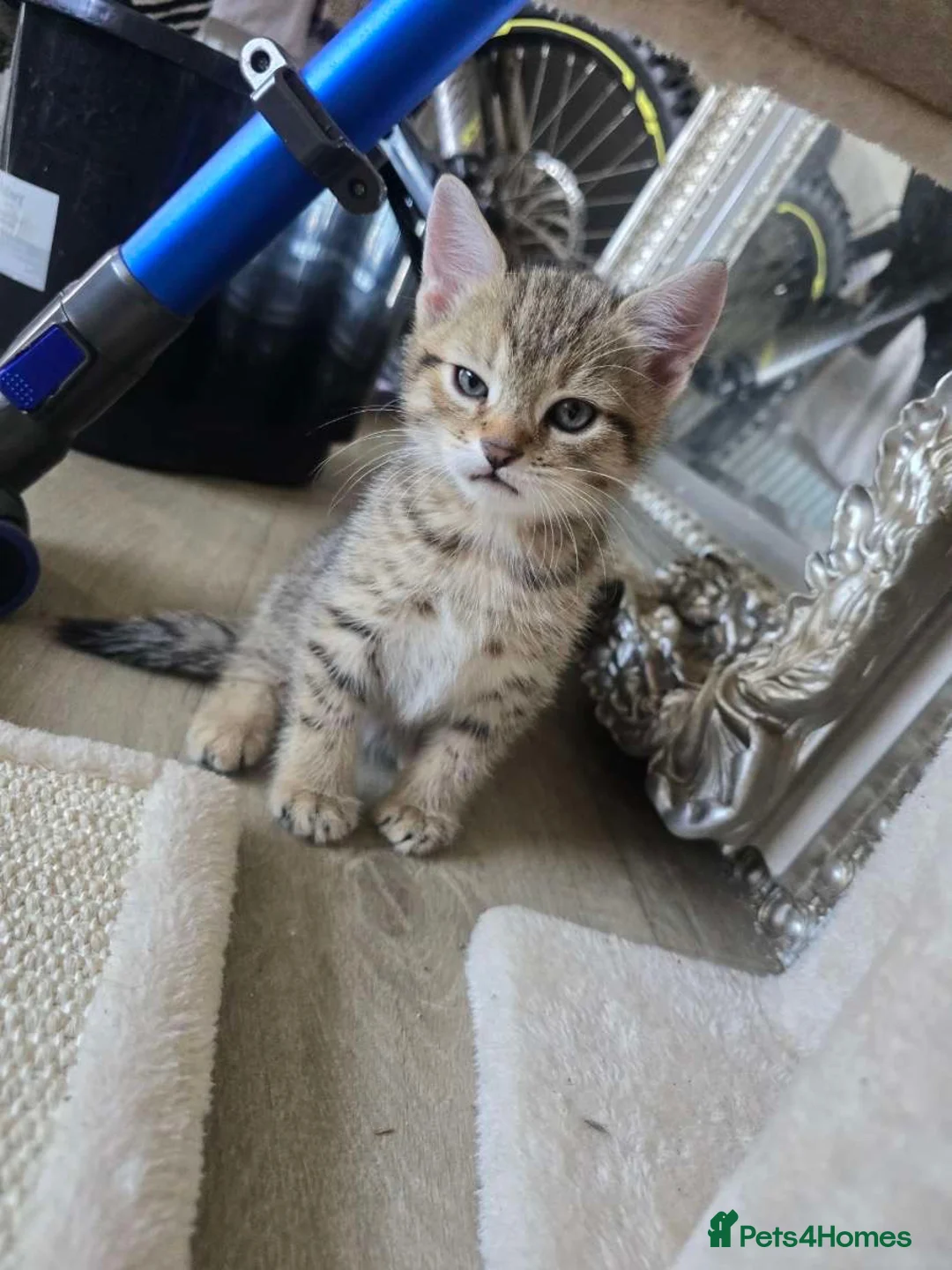British Shorthair cats for sale: Tabby kittens in Sunderland - Advert 1
