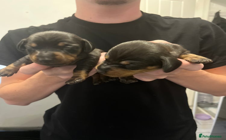 Dachshund dogs - Advert 1