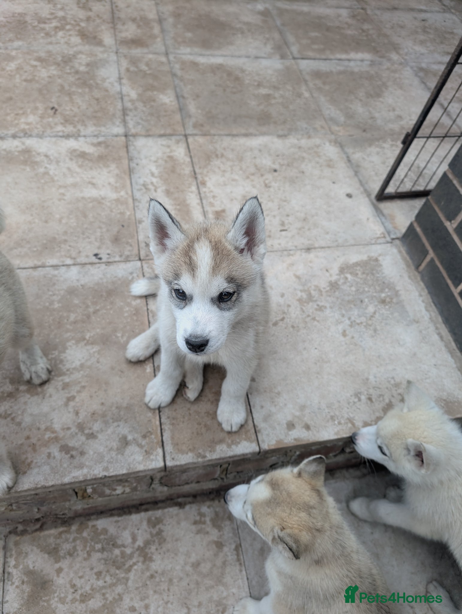 Siberian Husky dogs for sale: Siberian Husky puppies - Advert 22