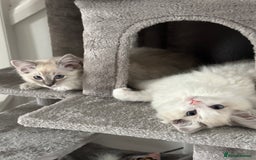 Ragdoll cats for sale: Coco and Willow Male Ragdolls - Advert 10