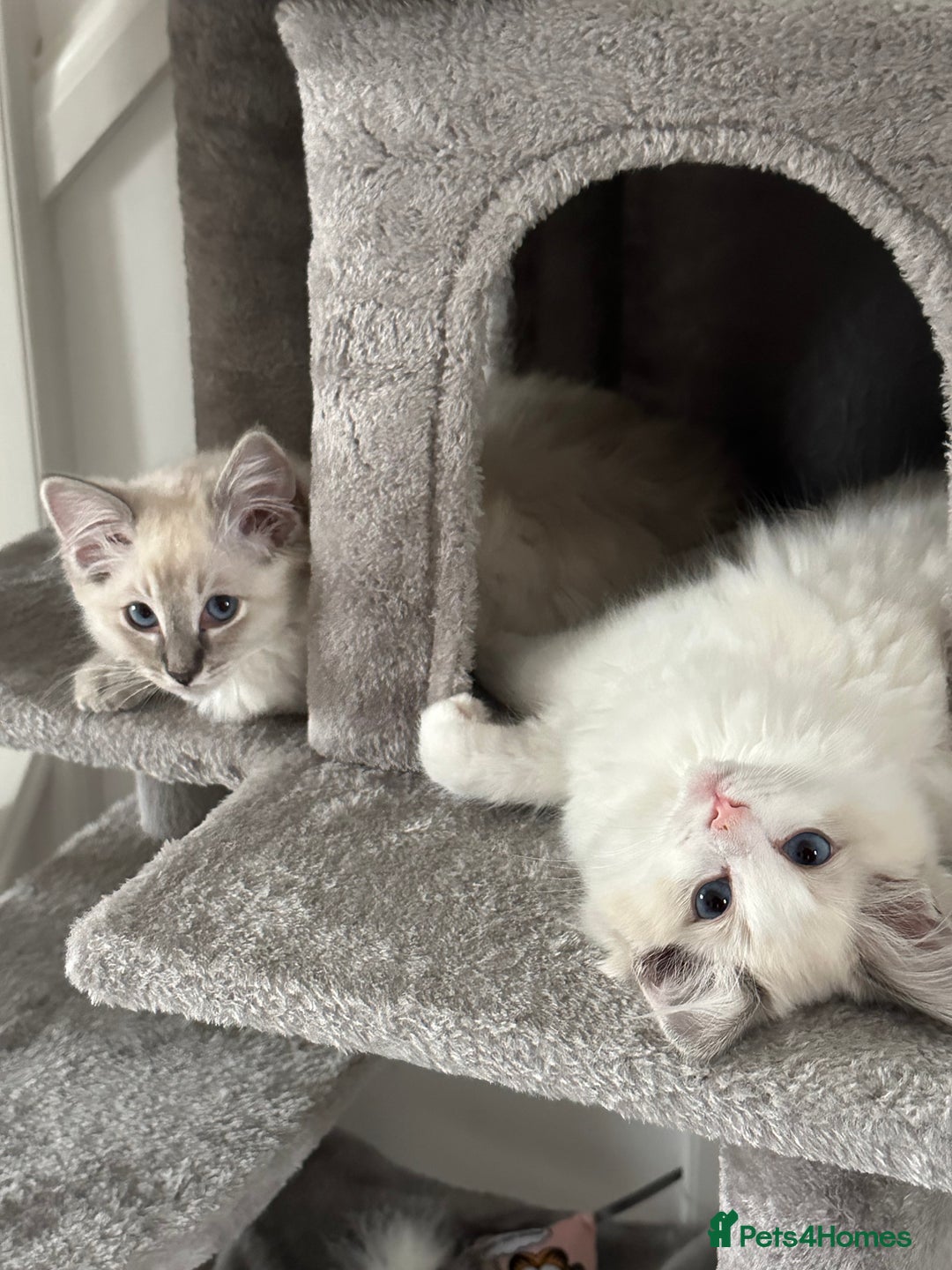 Ragdoll cats for sale: Coco and Willow Male Ragdolls - Advert 10