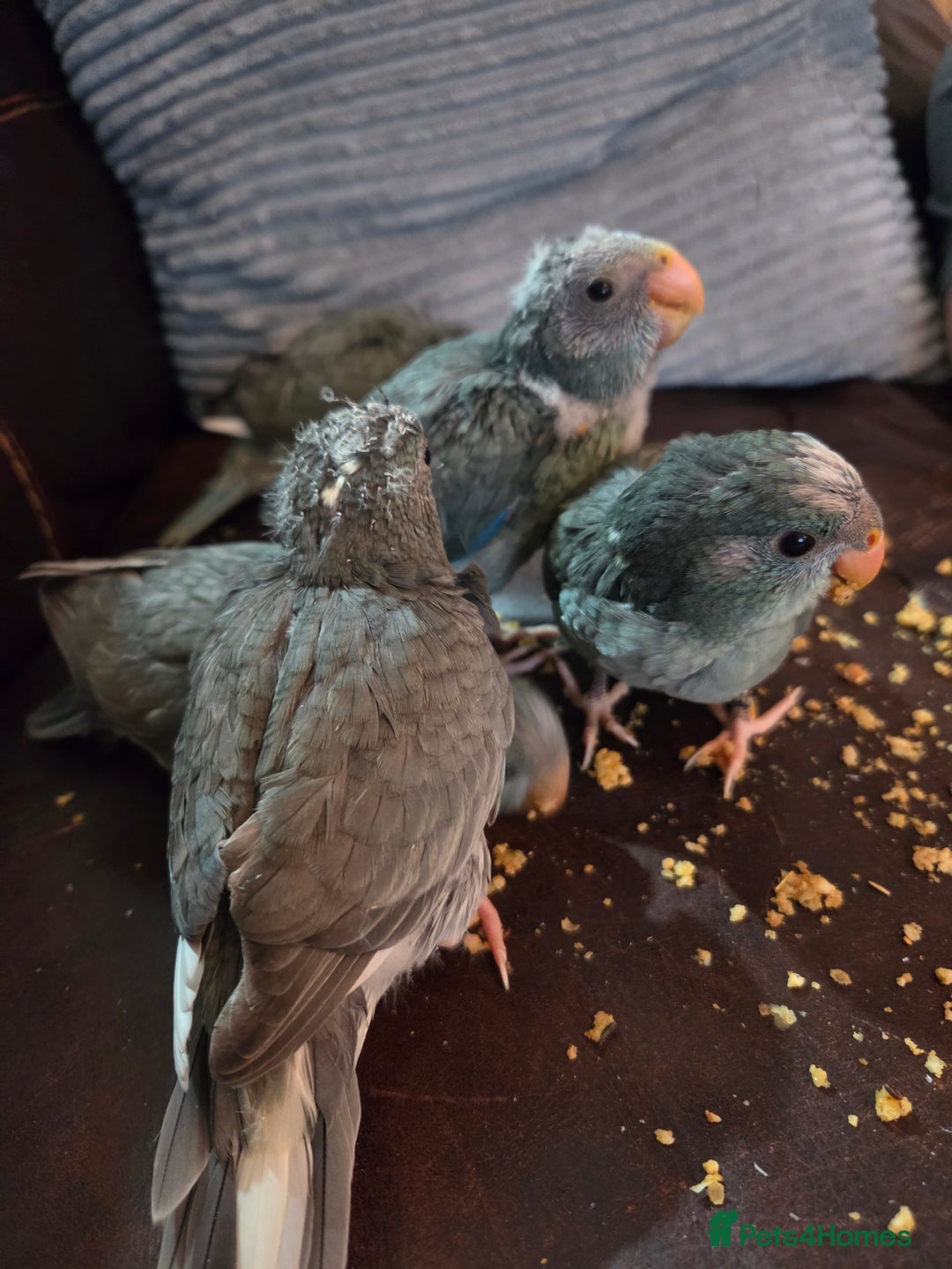 Parakeets birds for sale: Hand Tame Kakariki  - Image 3