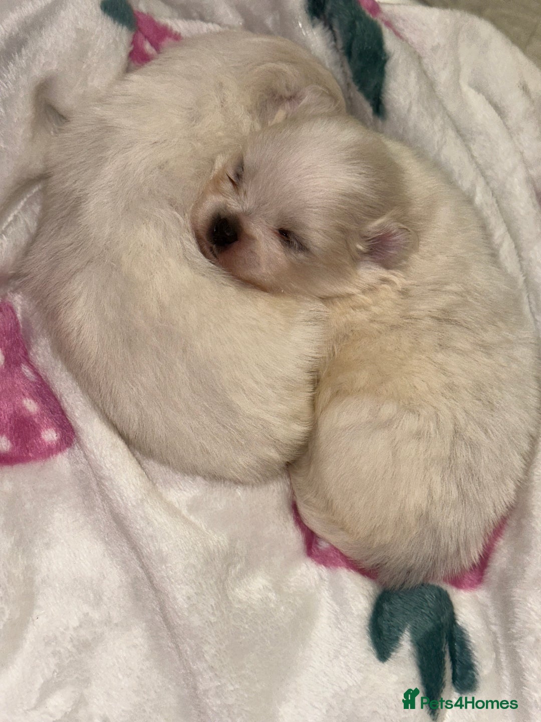 Pomeranian dogs for sale: Pomeranians  - Advert 4