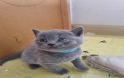 British Shorthair cats for sale: 🐾Beautiful British Shorthair Kittens 🐾 - Image 10