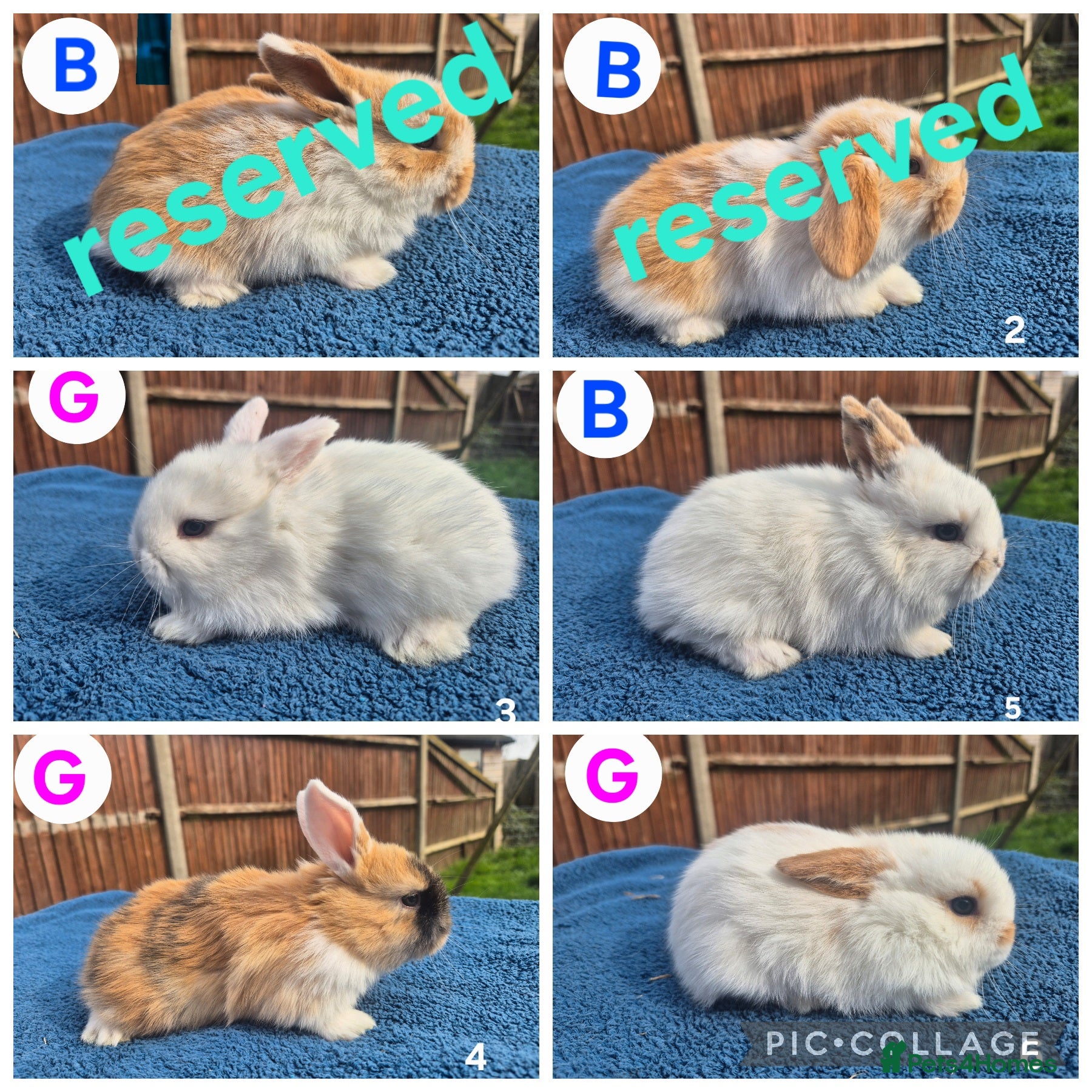 Mini Lop rabbits 3 x litters of gorgeous mini lop babies - Advert 2