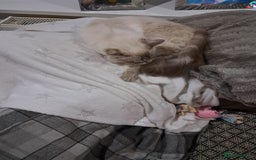 Ragdoll cats for sale: Active GCCF Queen Ragdoll - Image 3