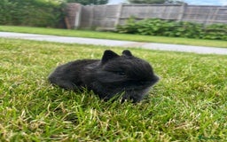 Netherland Dwarf rabbits for sale: 2 Beautiful Netherland dwarf pairs £1OO - Image 6