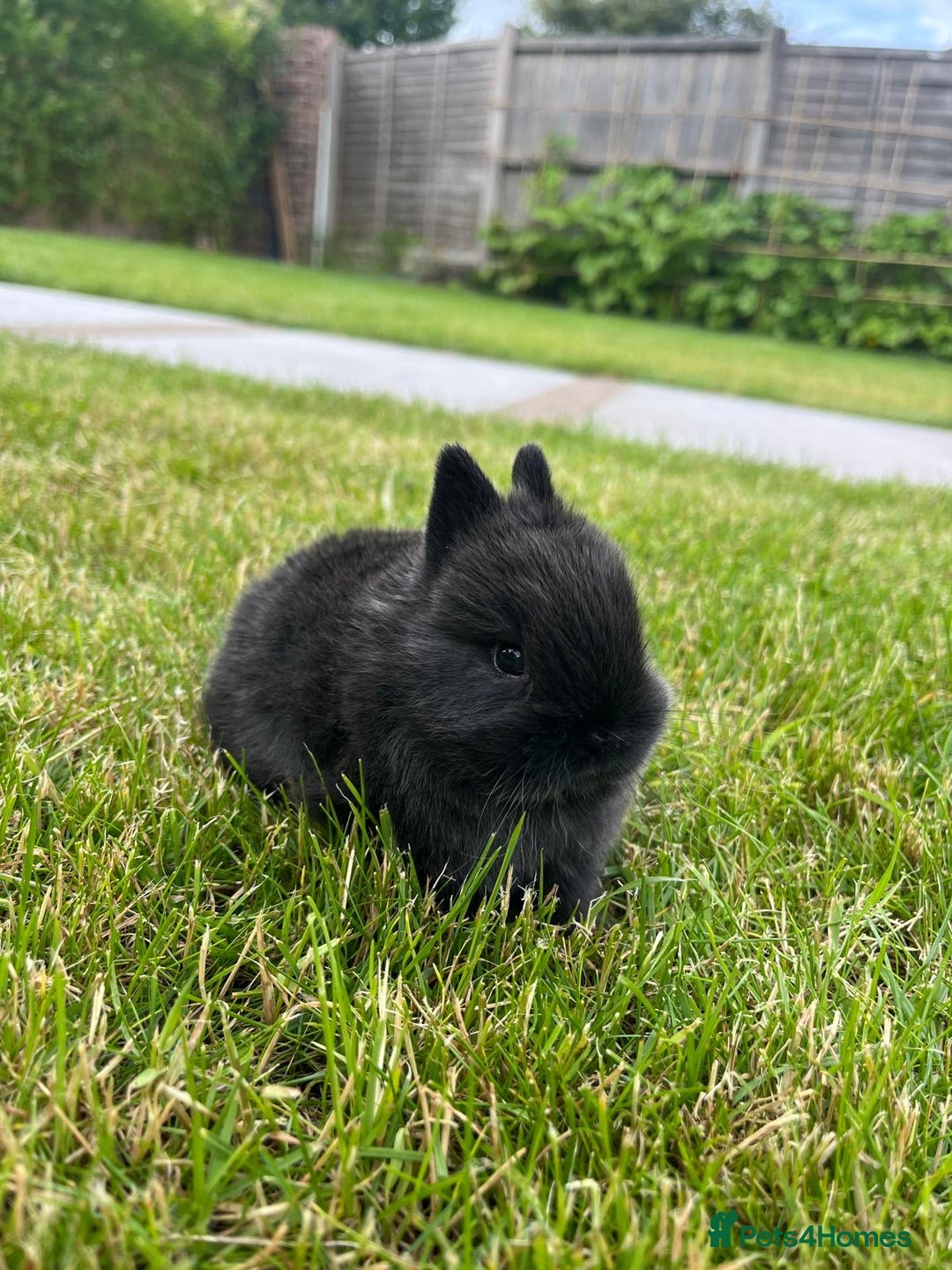 Netherland Dwarf rabbits for sale: 2 Beautiful Netherland dwarf pairs £1OO - Image 6