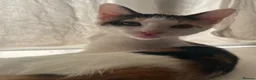 Mixed Breed cats for sale: 2 sister kittens available for forever homes - Advert 5