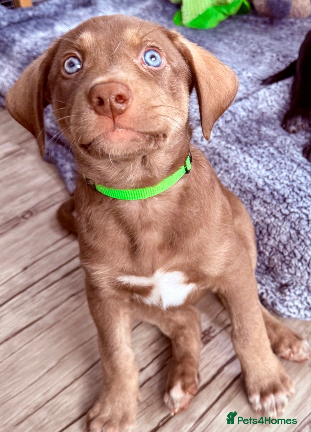 Mixed Breed dogs Gorgeous Siberian Shepsky x Weimaraner Puppies  - Advert 1