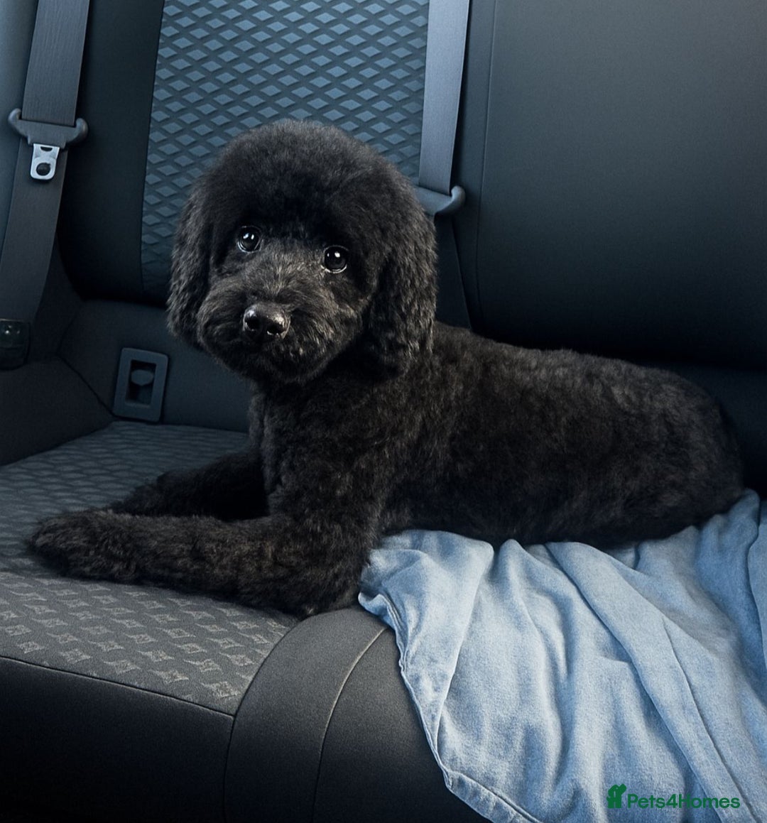Mixed Breed dogs for sale: Adorable Toy/Miniature Poodle Puppies–Ready 27/9  - Image 10